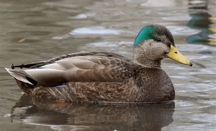 Big Mallard